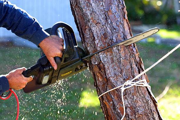 Reliable Mira Monte, CA Tree Services Solutions