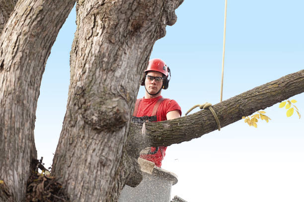 How Our Tree Care Process Works  in  Mira Monte, CA